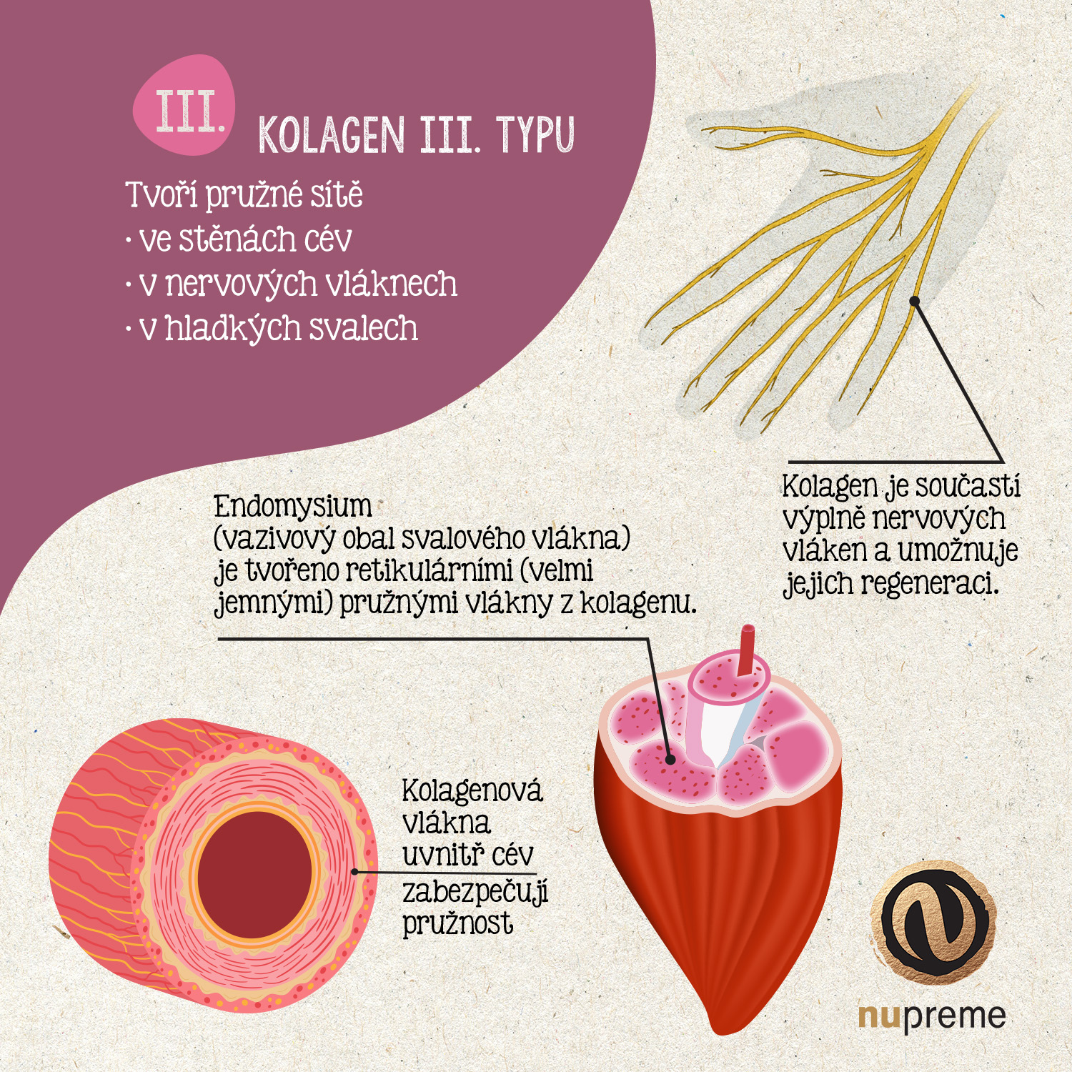 s logem - kolagen infografika typ 3